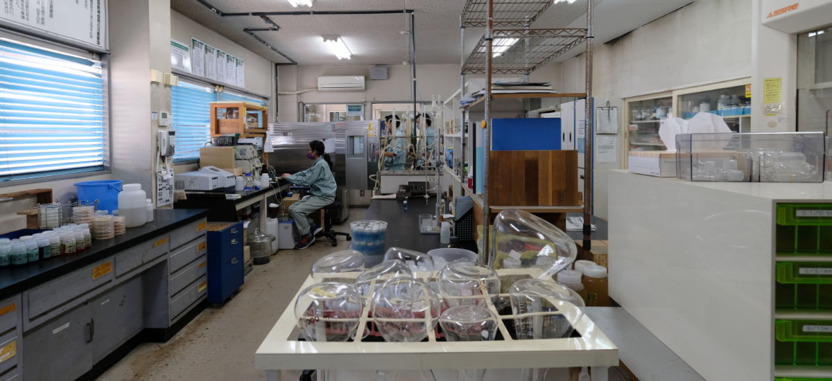 木材製品の品質検査のための試験を行う