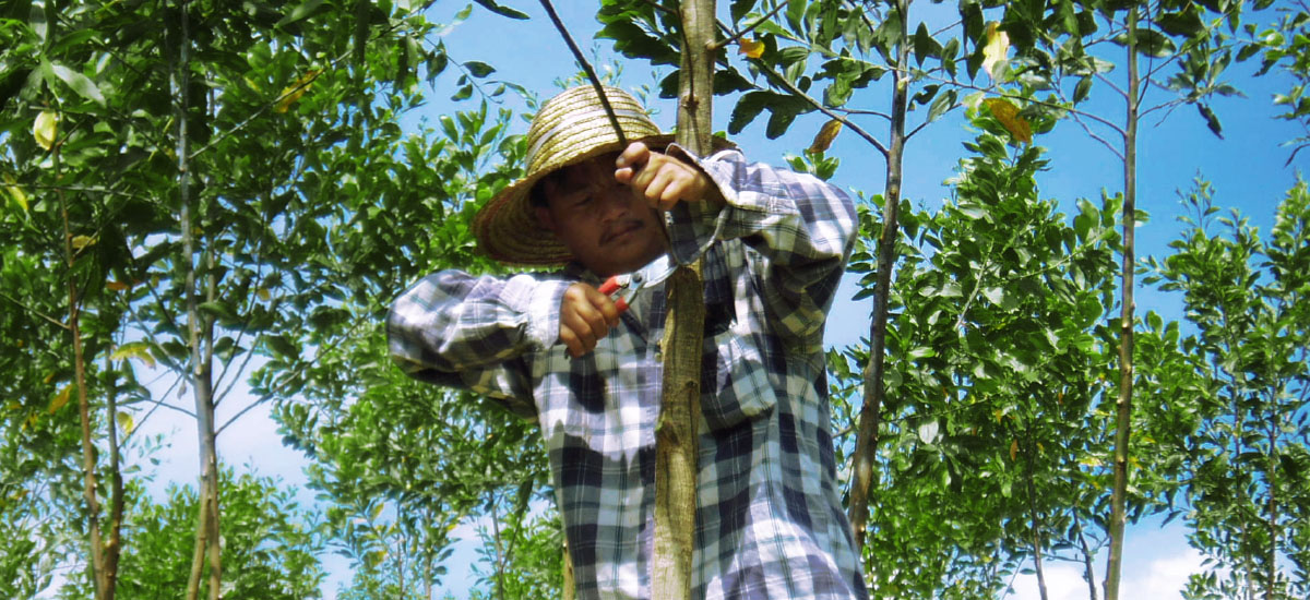 育林のため枝を剪定して植林木を手入れ