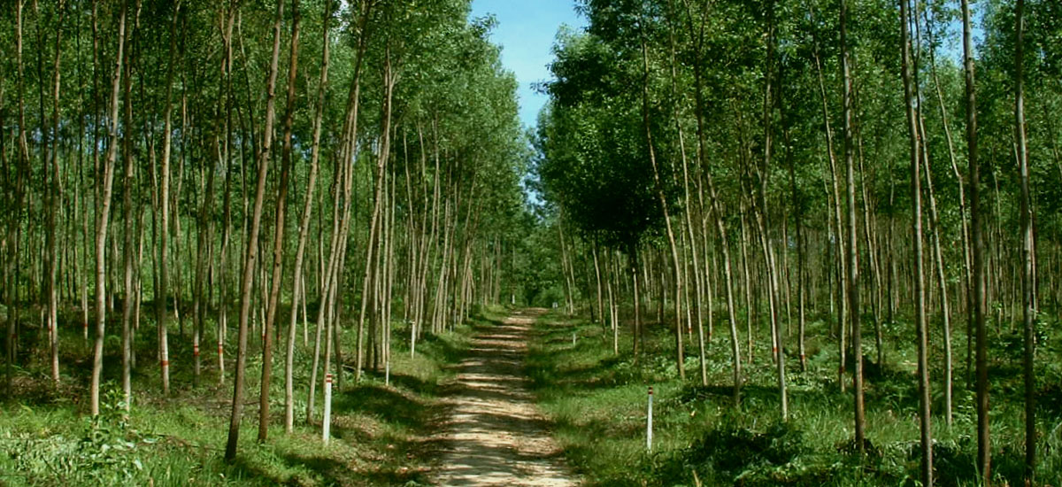 持続可能なアカシア・ハイブリッド植林