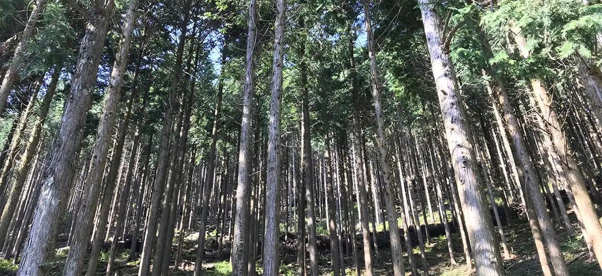 国産材プラットフォーム　社有林