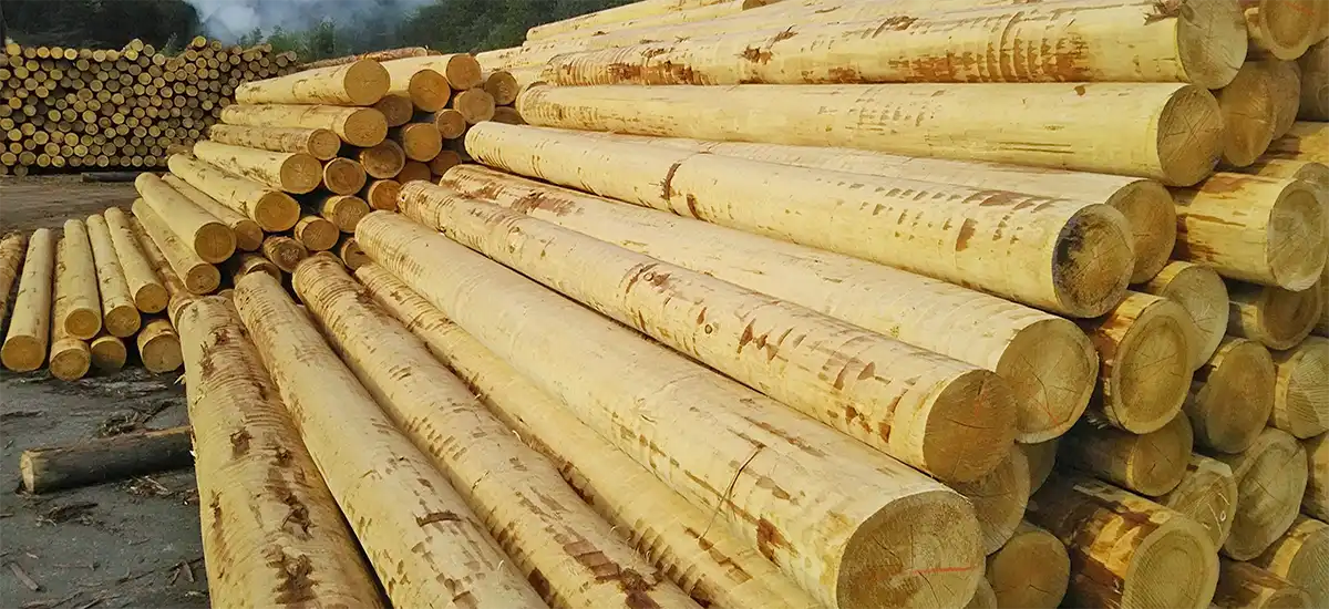 社有林から伐採された国産材丸太