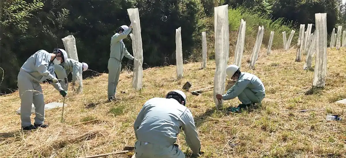 木材の伐採後、再造林を行う