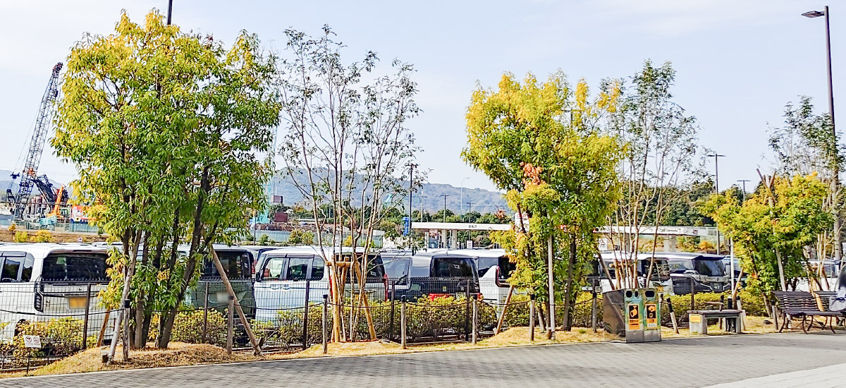 シマトネリコ、植え替え、高木、暑さ対策、木陰