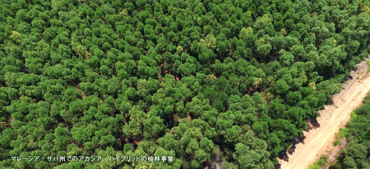 持続可能な植林木アカシア
