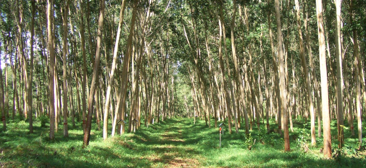 早生植林木アカシアの循環利用の取り組み 越井木材工業