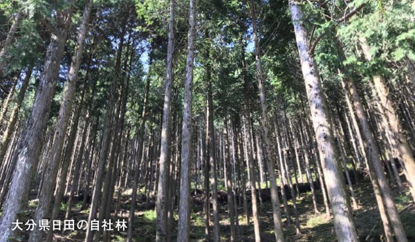 大分県の自社林でも持続可能な木材資源の活用を開始