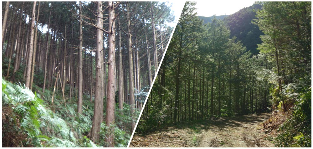 国内での持続可能な森林経営で二酸化炭素を吸収
