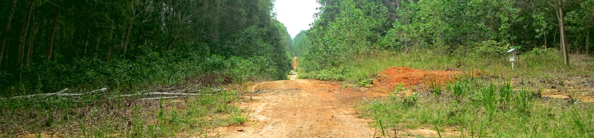 マレーシアで行うサステナブルなアカシア・ハイブリッド植林事業